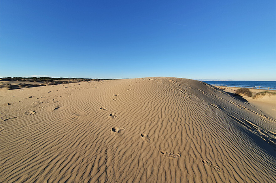 Parcul de pădure de pini și dune